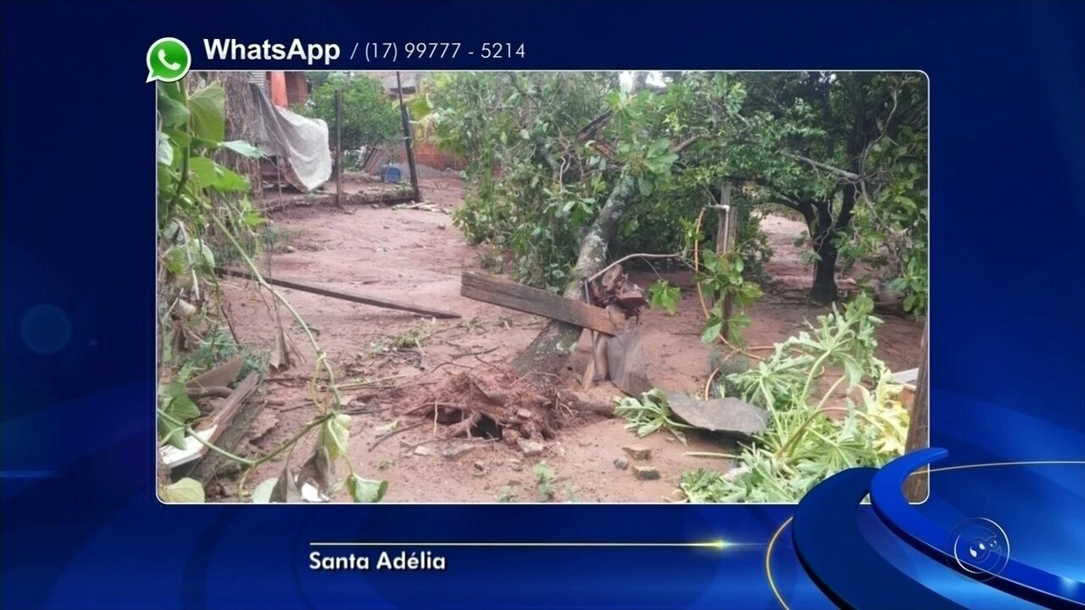 Vendaval destelha casas e causa queda de árvores em Santa Adélia São