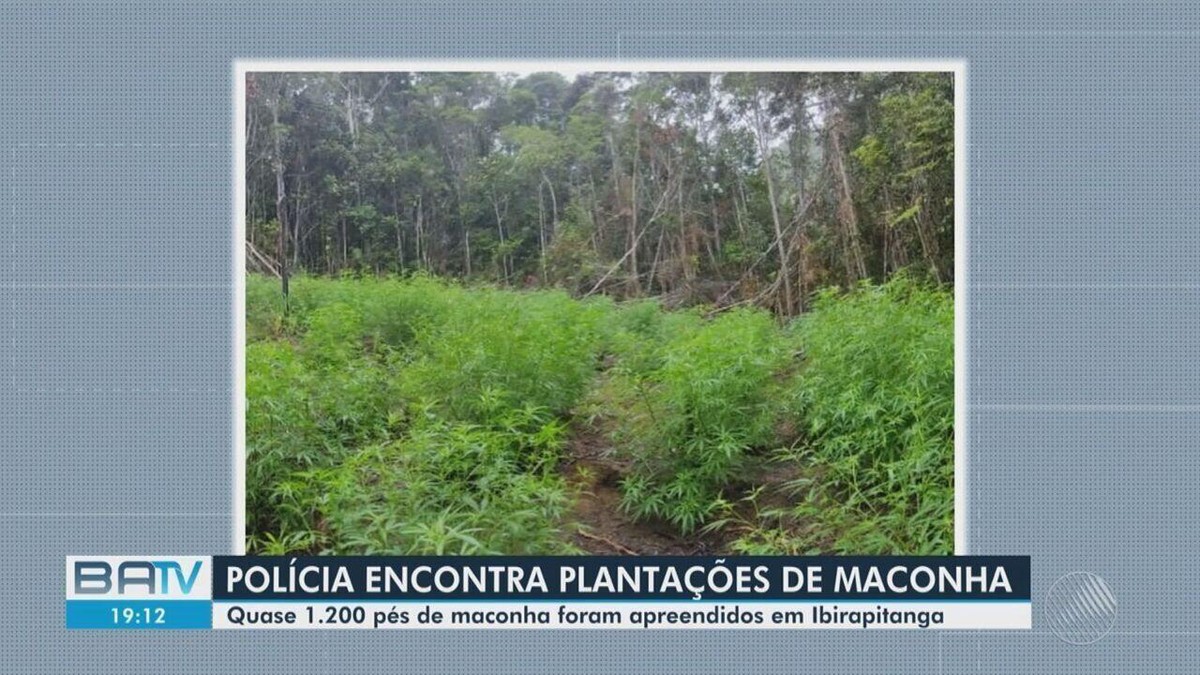 Cerca de 1 2 mil pés de maconha são apreendidos em plantações no sul da