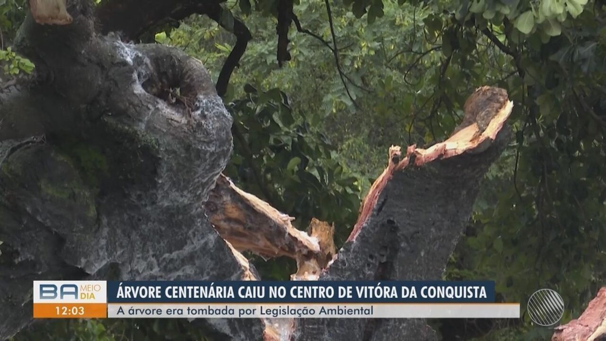 Árvore centenária e tombada pela legislação ambiental cai no sudoeste