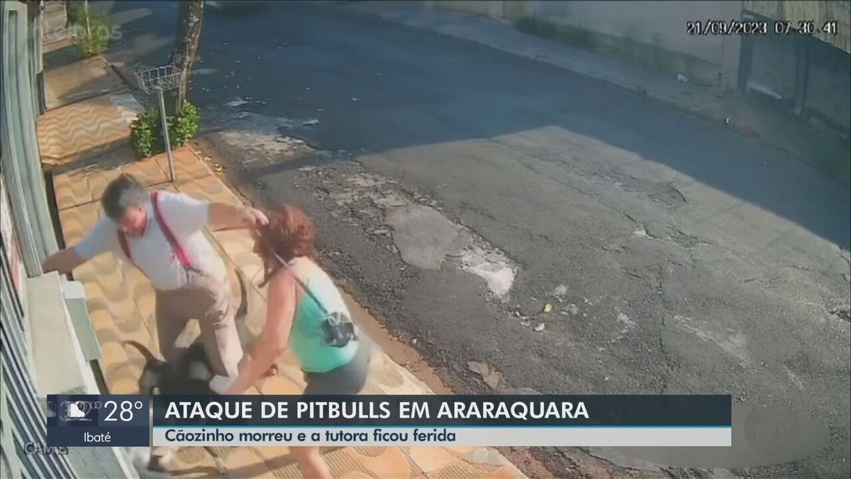 VÍDEO pitbulls atacam e matam shih tzu em Araraquara era um filho de