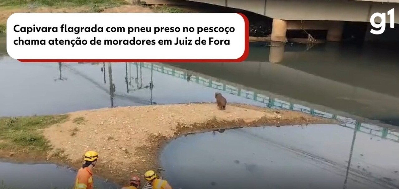 Capivara pneu preso no pescoço chama atenção de moradores em Juiz