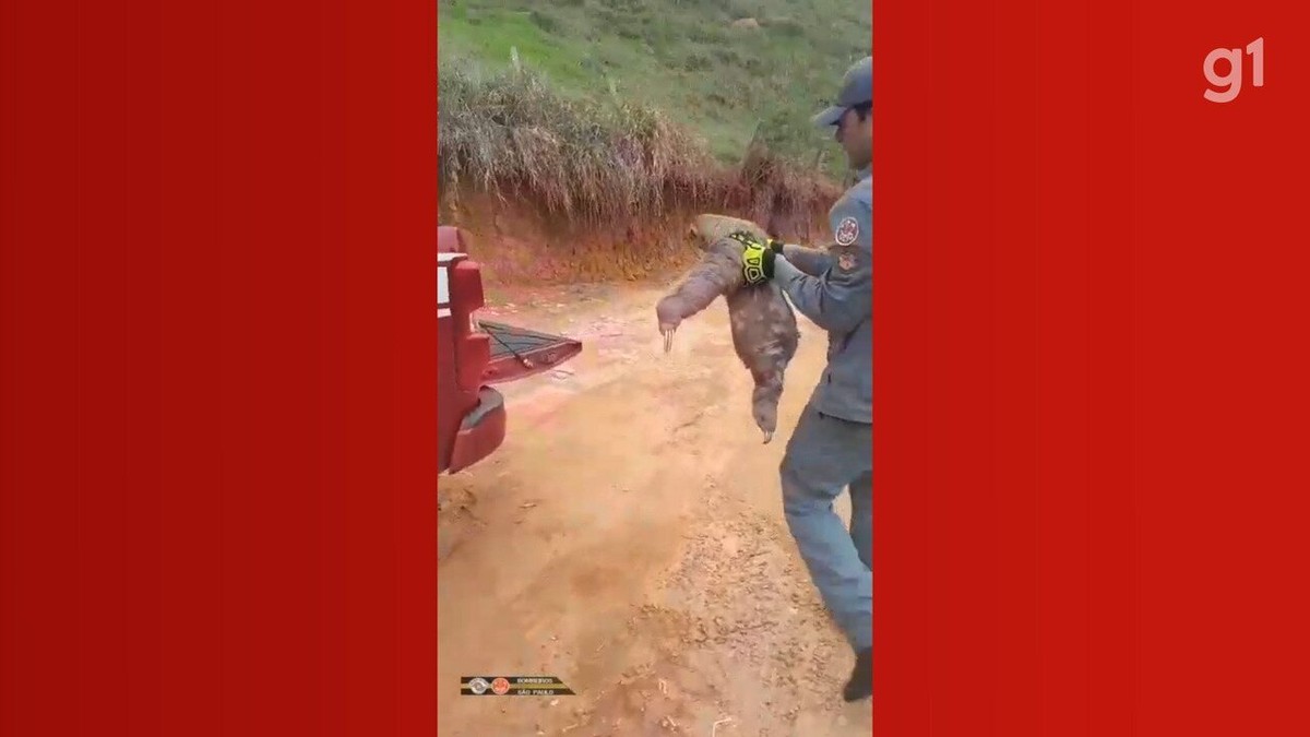 Bicho preguiça é resgatado pelo Corpo de Bombeiros em fazenda de Cunha