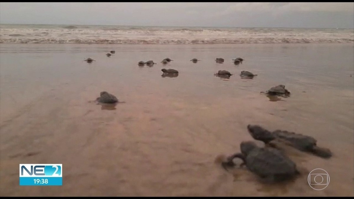 Mais De 100 Filhotes De Tartaruga Oliva Nascem Na Praia De Piedade