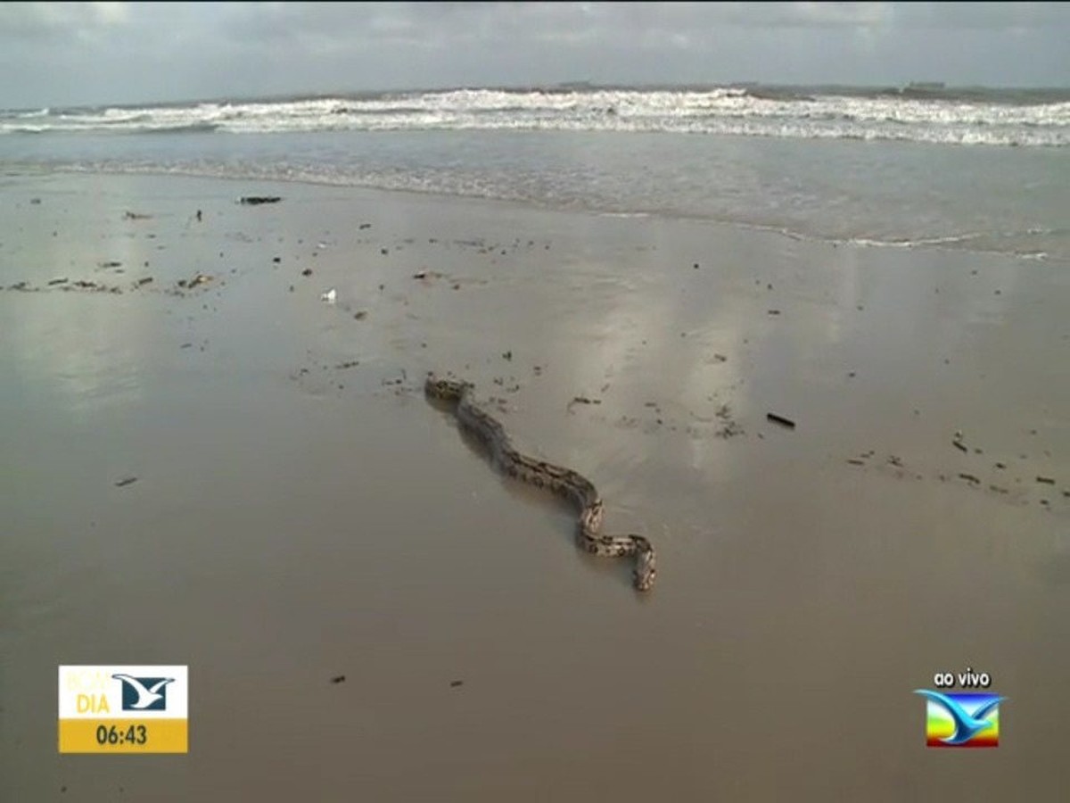 Jiboia De Metros Encontrada Na Praia De S O Marcos Em S O Lu S