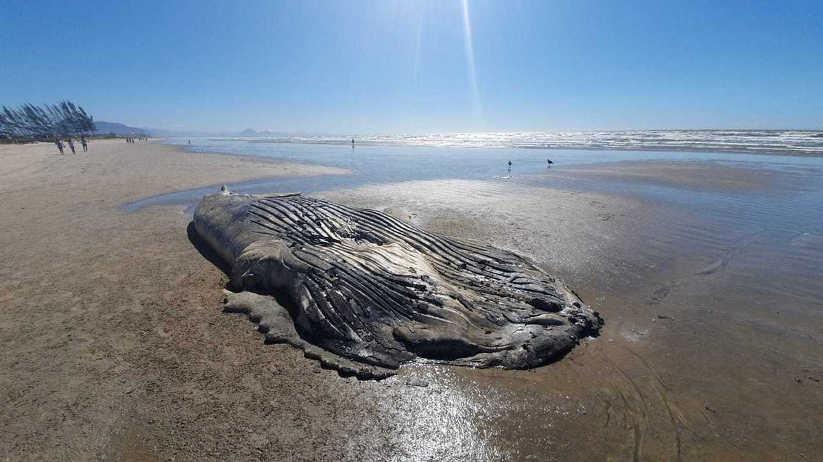 Filhote de baleia jubarte é encontrado morto em praia de Cabo Frio no