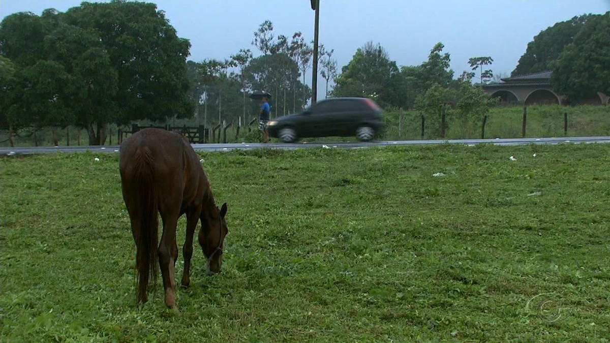 Animais Soltos Nas BRs Causaram Mais De 50 Acidentes Em Um Ano Em