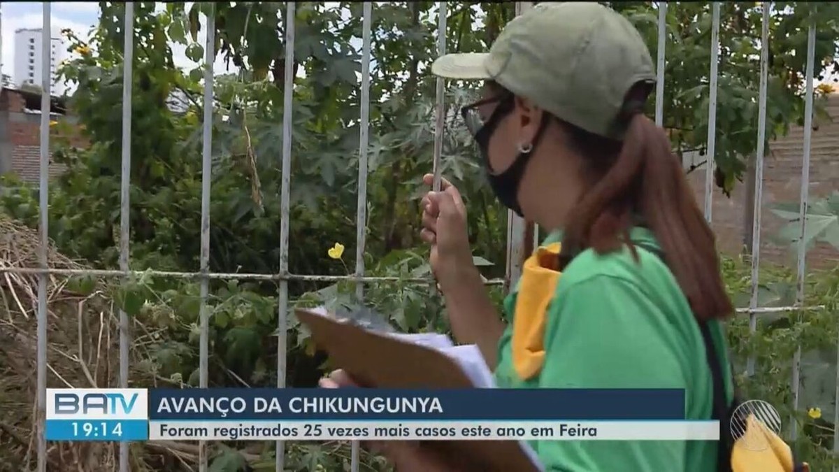 Casos De Chikungunya Crescem 25 Vezes Em Feira De Santana Na Bahia