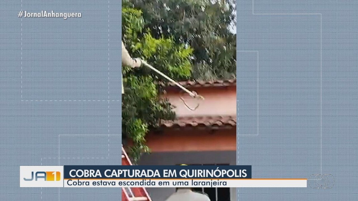 Moradora Se Surpreende Ao Encontrar Cobra Em Laranjeira No Quintal De