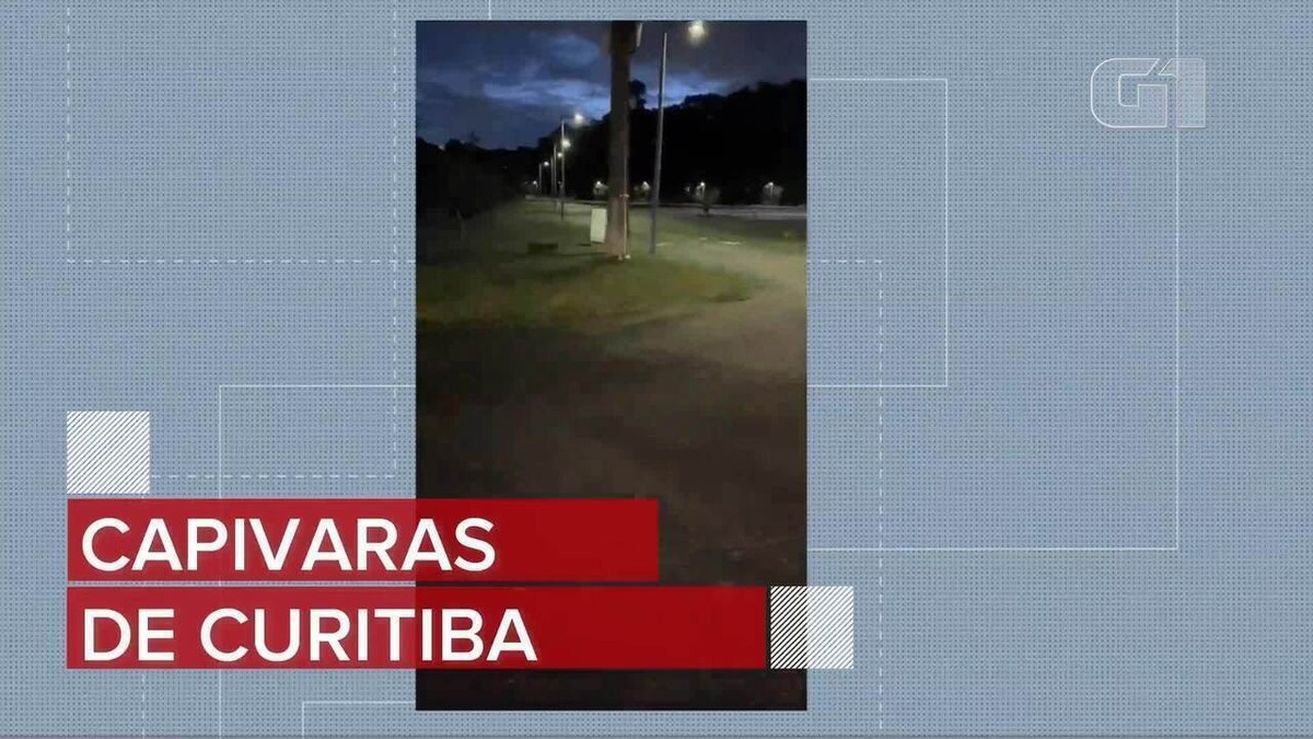 Grupo De Capivaras Flagrado Atravessando Rua Na Faixa De Pedestre Em