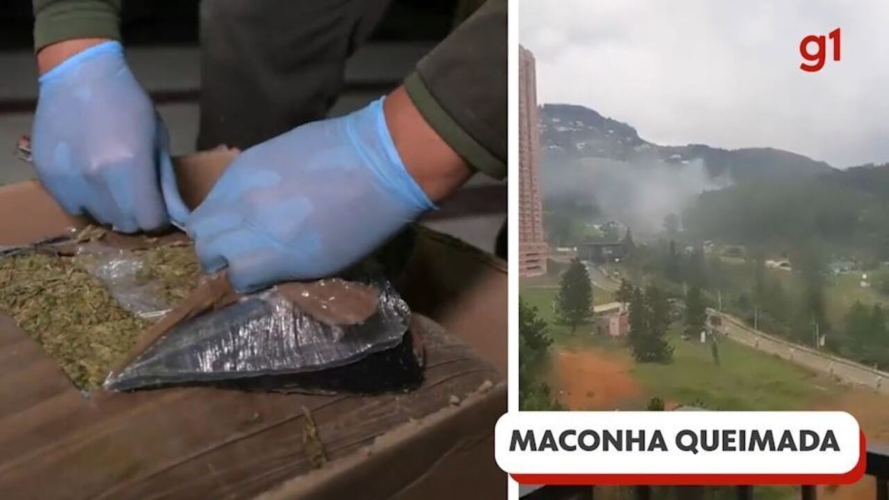 Polícia da Colômbia queima 1 5 tonelada de maconha e fumaça chega a