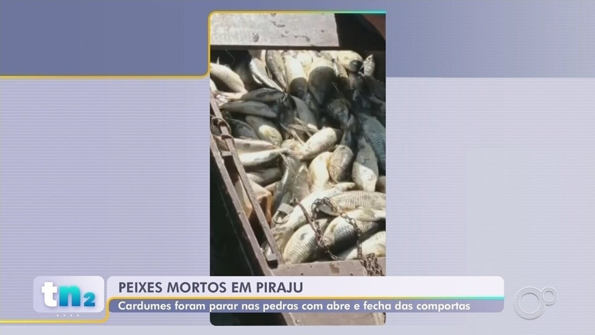 Moradores Registram V Rios Peixes Mortos No Rio Paranapanema Em Piraju