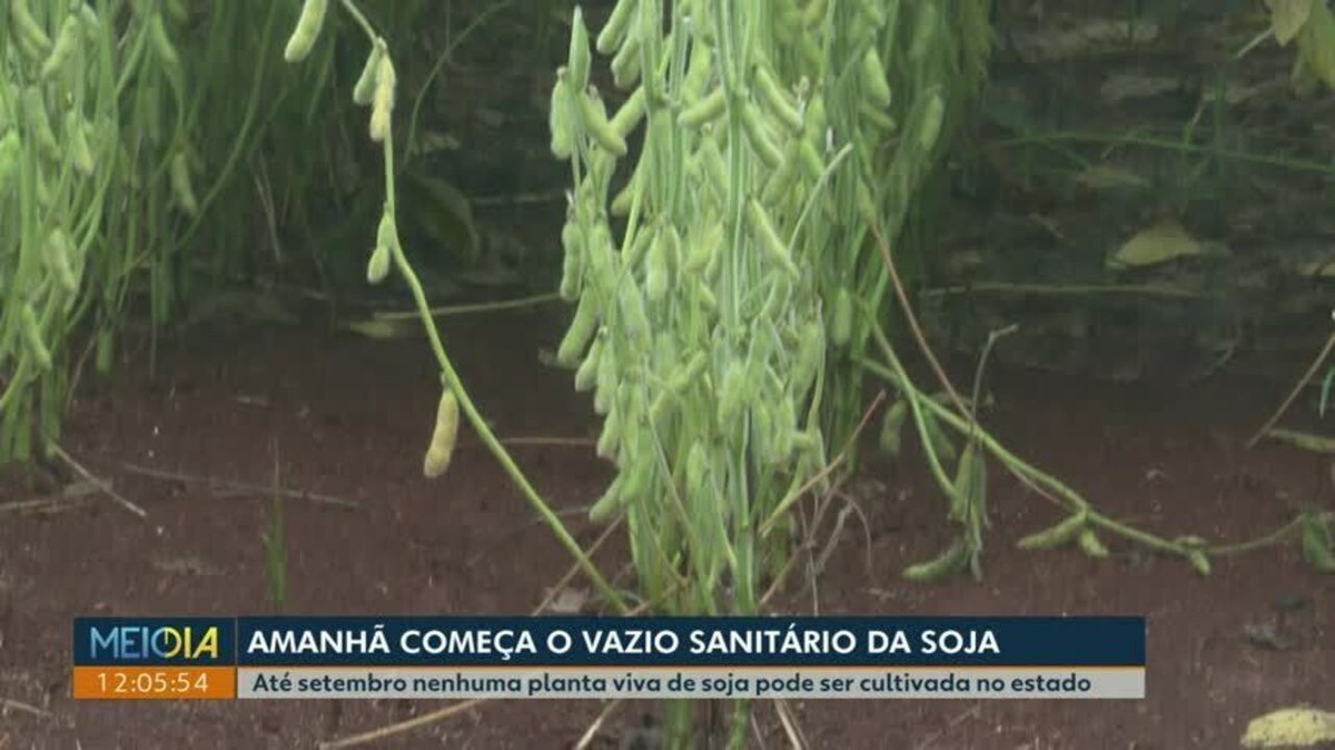 Período de vazio sanitário da soja começa neste sábado 10 no Paraná