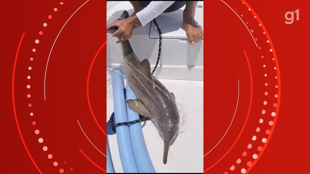 V Deo Golfinho Resgatado Ap S Ficar Preso Em Rede De Pesca Em