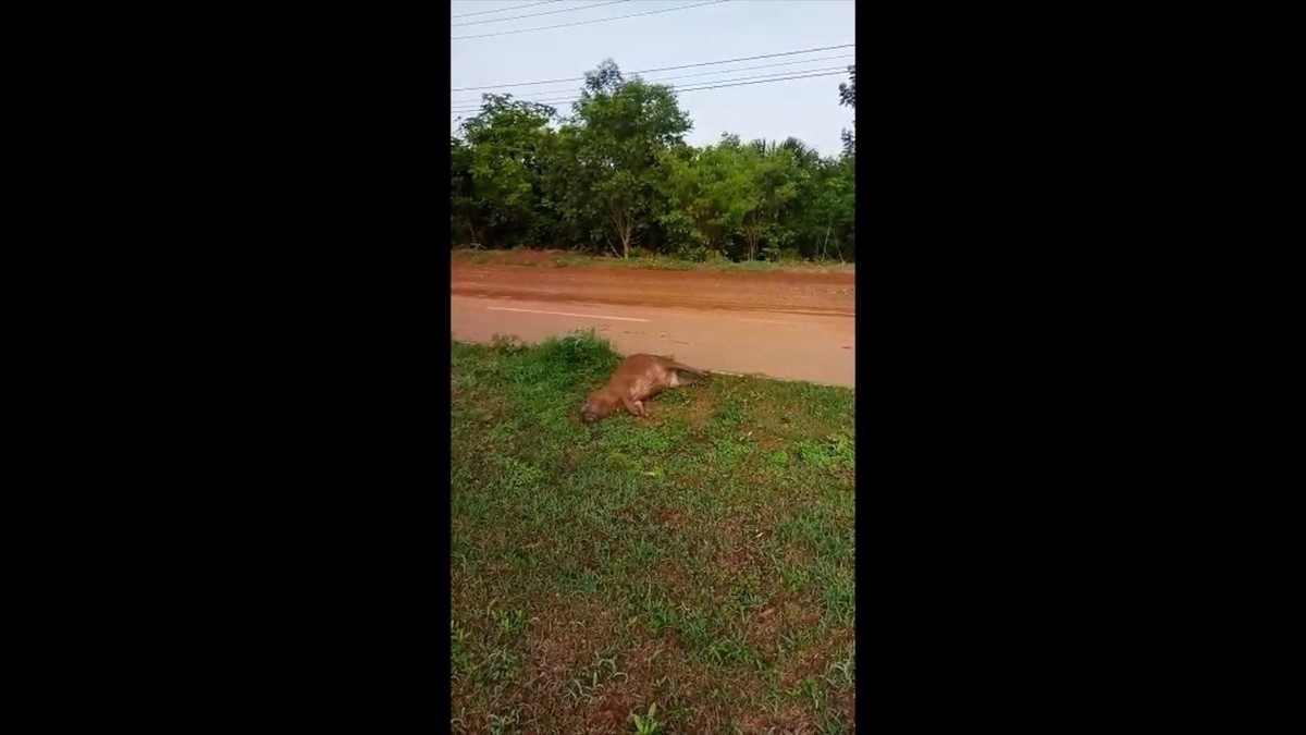 V Deo Capivara Morre Ao Ser Atropelada Perto Do Parque Cesamar Em