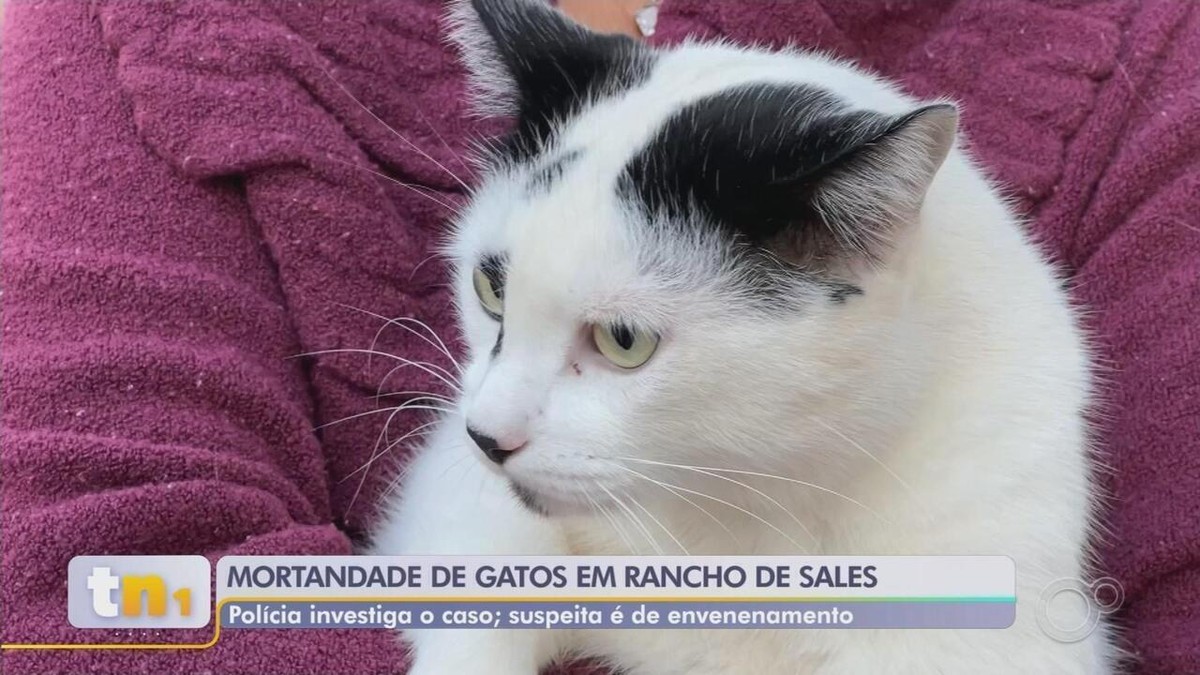 Gatos S O Encontrados Mortos Sinais De Envenenamento Em Condom Nio