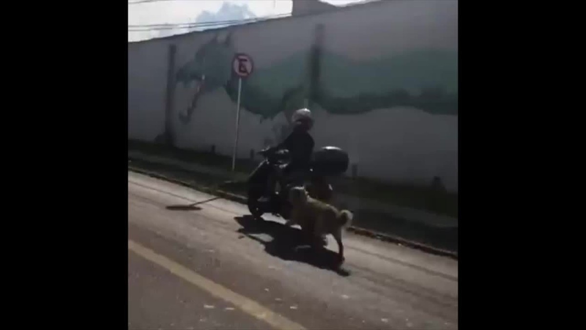 Cachorro filmado correndo amarrado atrás de moto em Curitiba é