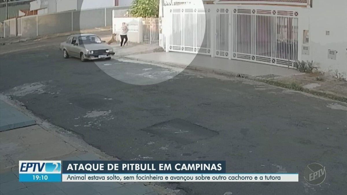 V Deo Mostra Ataque De Pitbull A Mulher E Poodle Na Rua Em Campinas