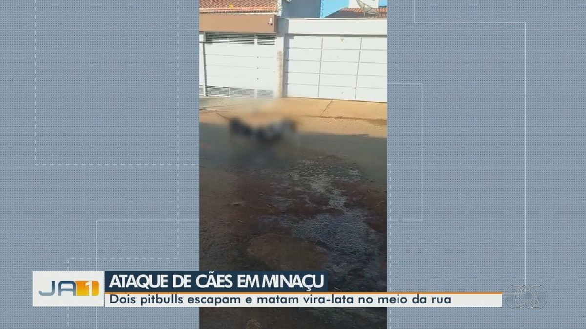 Pit bulls escapam de casa atacam e matam cachorro em rua em Minaçu