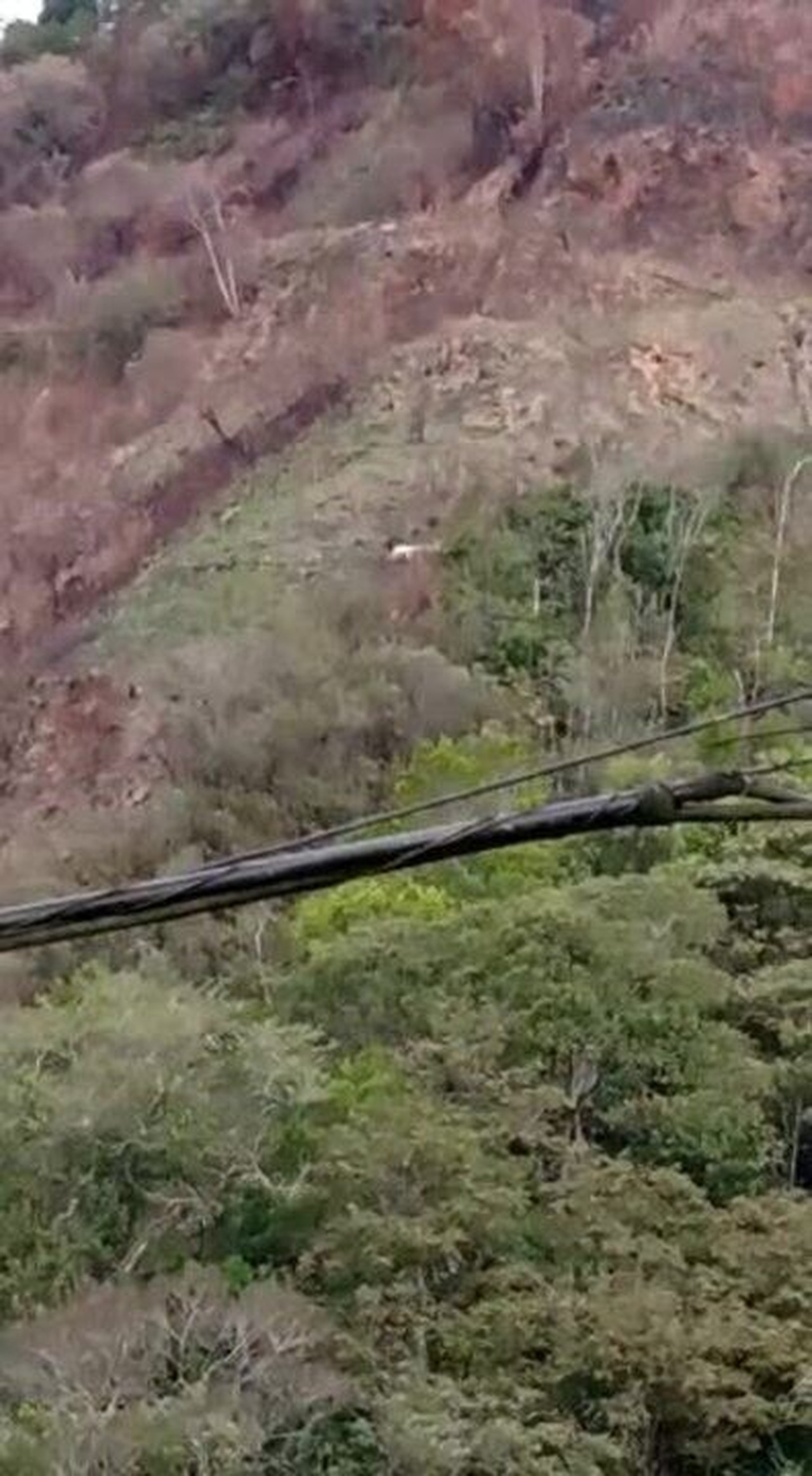 Morador filma o que pode ser a primeira onça parda branca do mundo