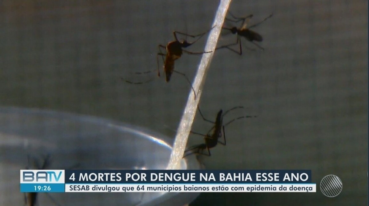 Bahia Tem Aumento De Quase Nos Casos Prov Veis De Dengue Em