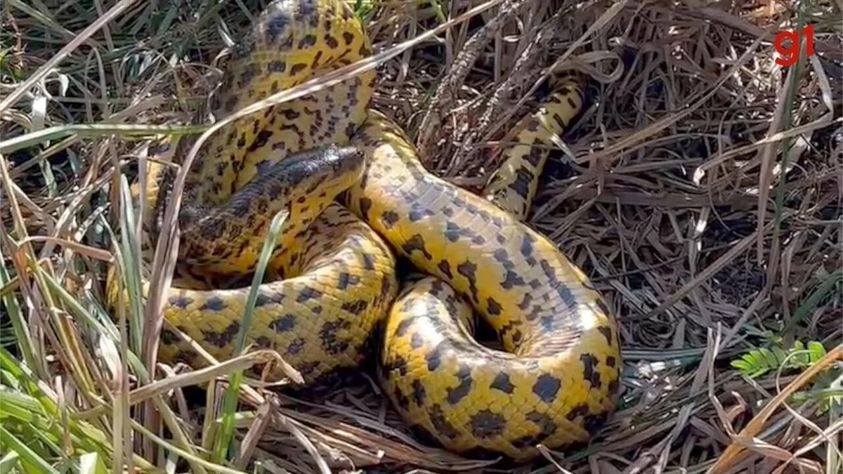 Sucuri Amarela De Metros Flagrada Almo Ando Em Trilha No Pantanal