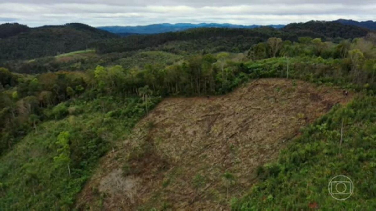 Opera O Contra Desmatamento Na Mata Atl Ntica Utiliza Drones Para