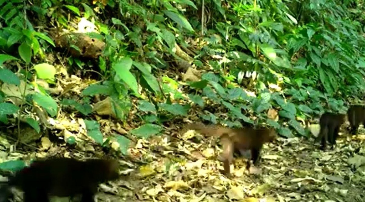 V Deo Raro Mostra Desfile De Filhotes De Gatos Mouriscos Em S O