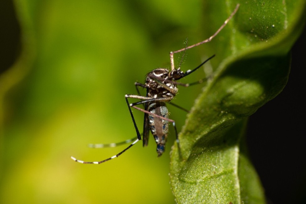 EUA fazem alerta sobre viagens ao Brasil devido a dengue e febre