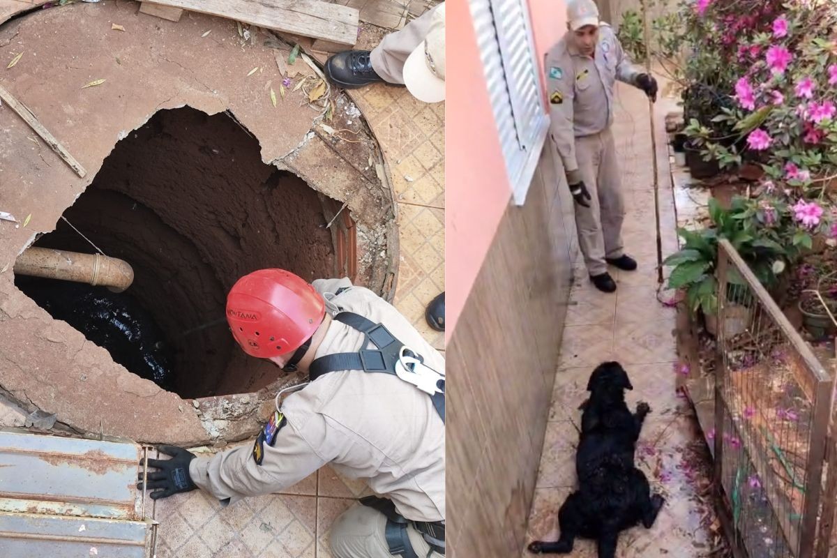 VÍDEO: Cachorra é resgatada pelo Corpo de Bombeiros após cair em fossa de 5 metros de profundidade, no Paraná