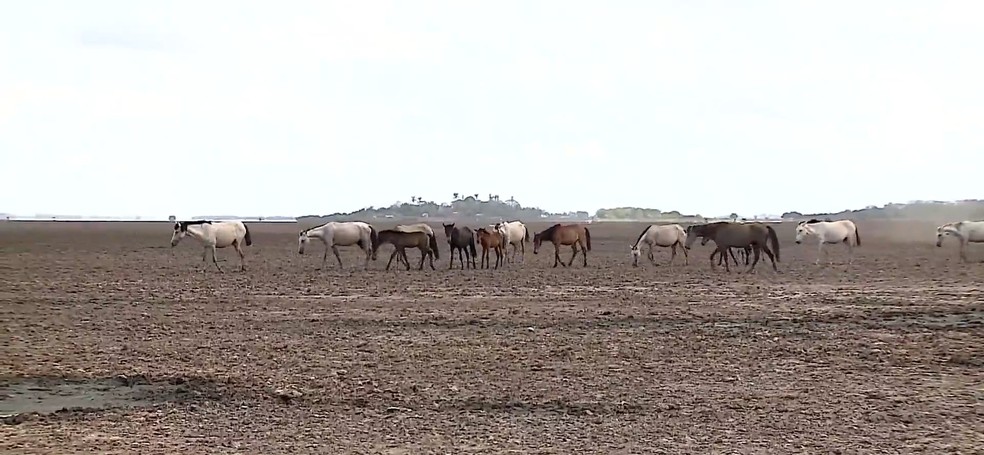Animais caminham sob o solo seco em Viana (MA) — Foto: Reprodução/TV Globo