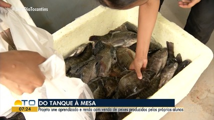 Projeto em escola de Palmas une aprendizado e renda com a venda de peixes
