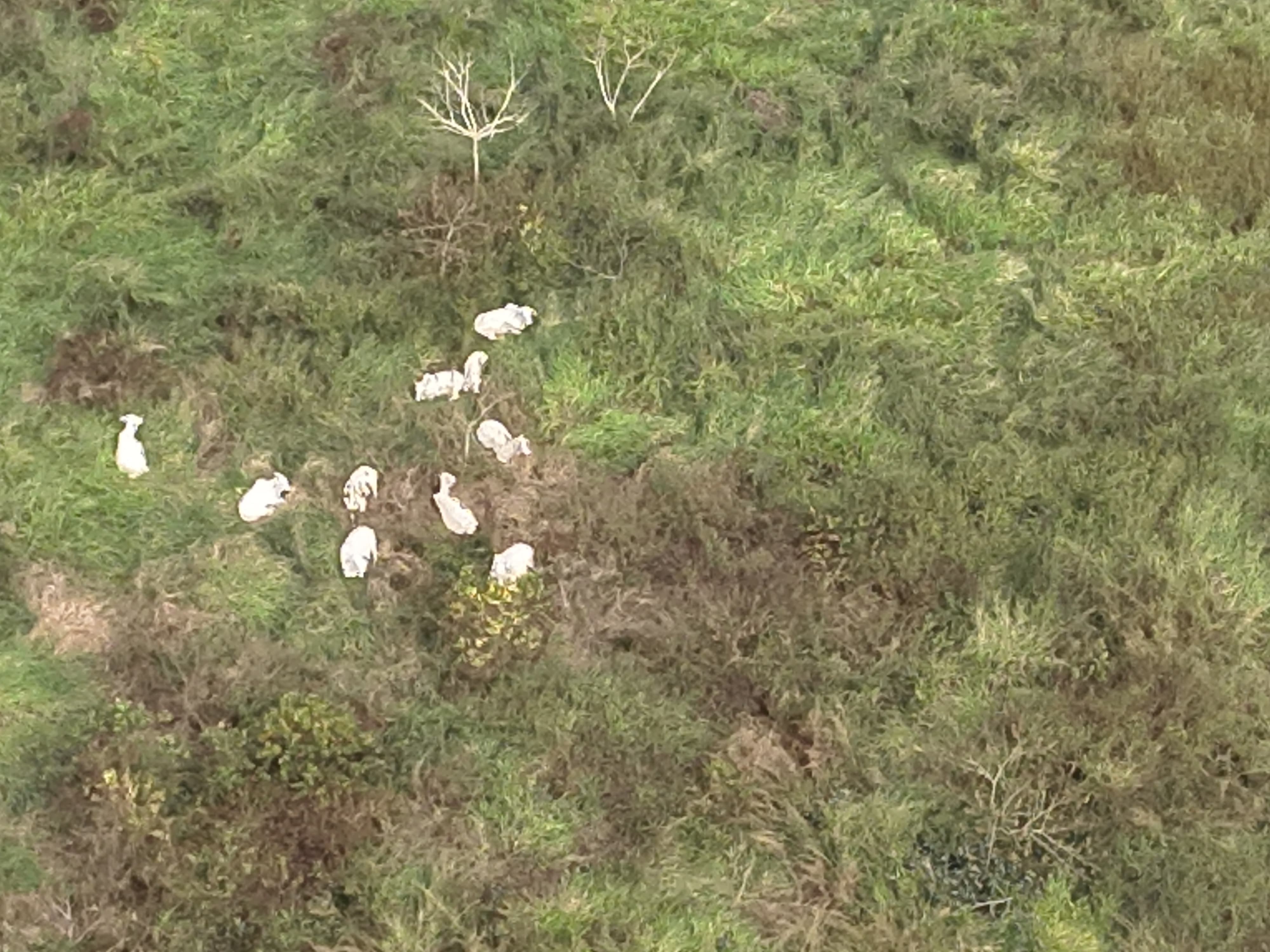 Parte de gado furtado de frigorífico é encontrado em área de mata no interior do Acre, diz ICMBio