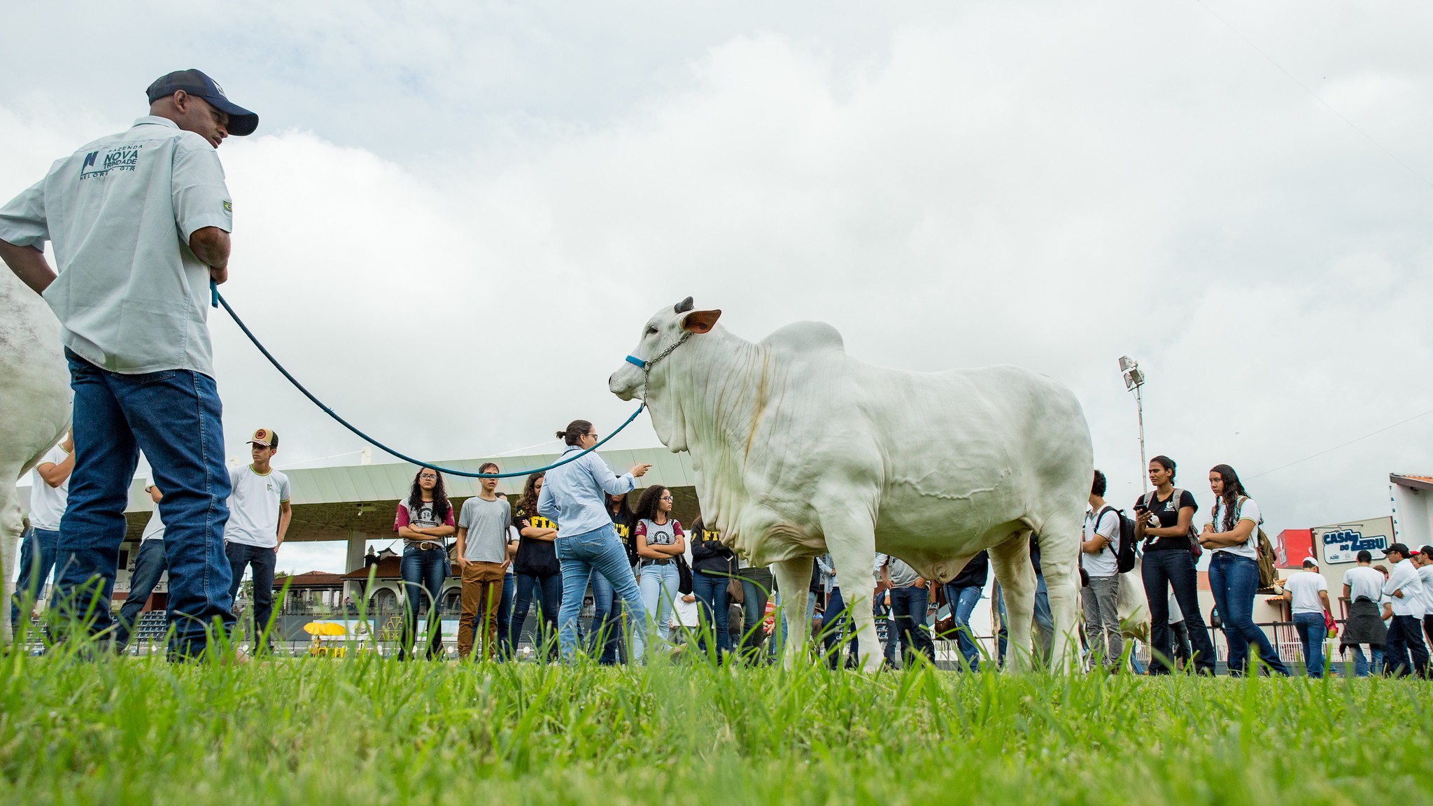 De Uberaba para o mundo: saiba para onde vão doses de sêmen e embriões do zebu brasileiro