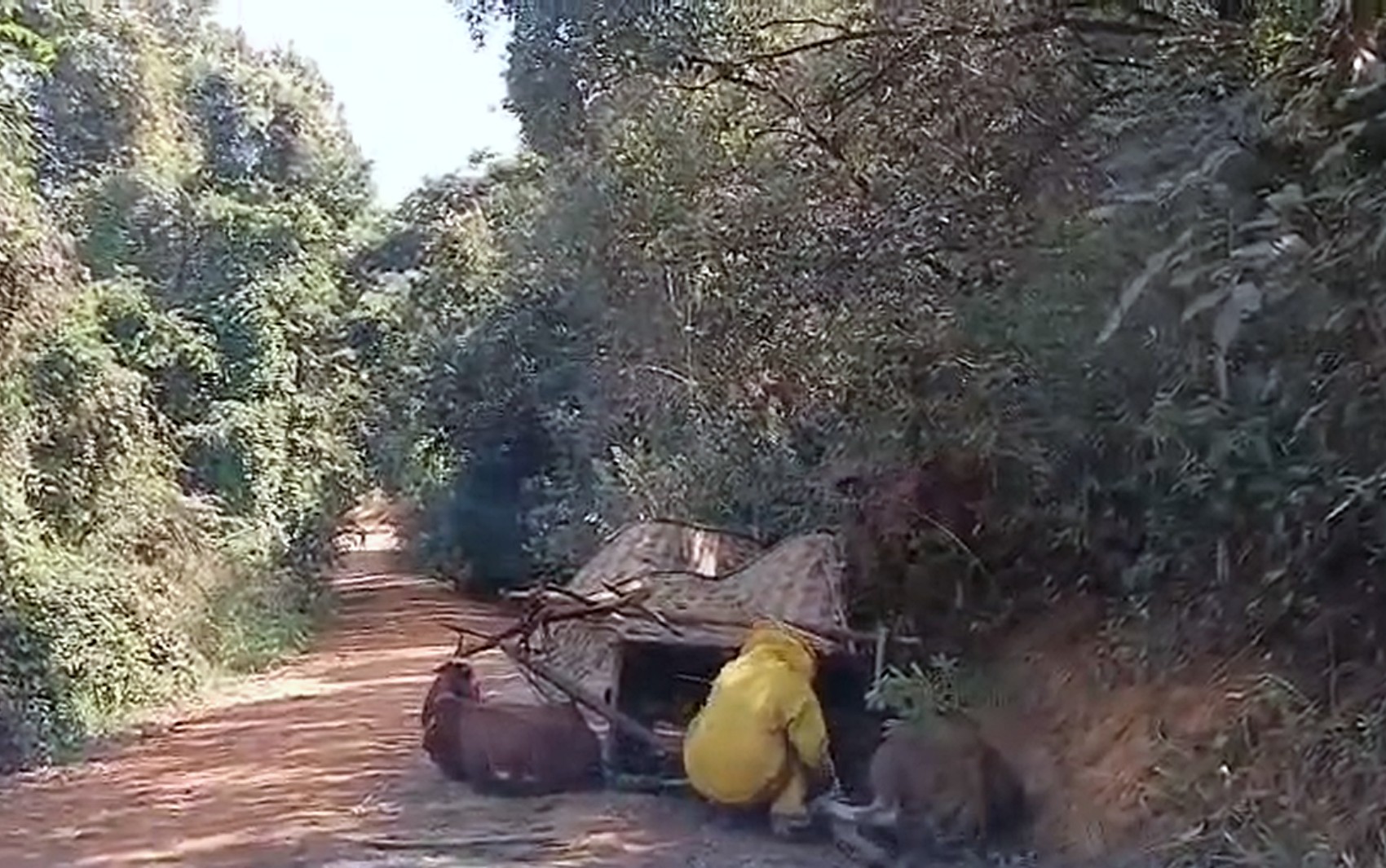 Enxame de abelhas ataca dois idosos em carro de boi na zona rural de Guapé, MG