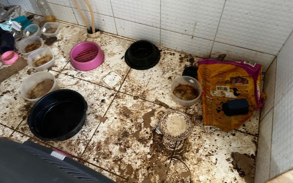 Gatos foram resgatados em apartamento em Salvador — Foto: Reprodução/Redes Sociais