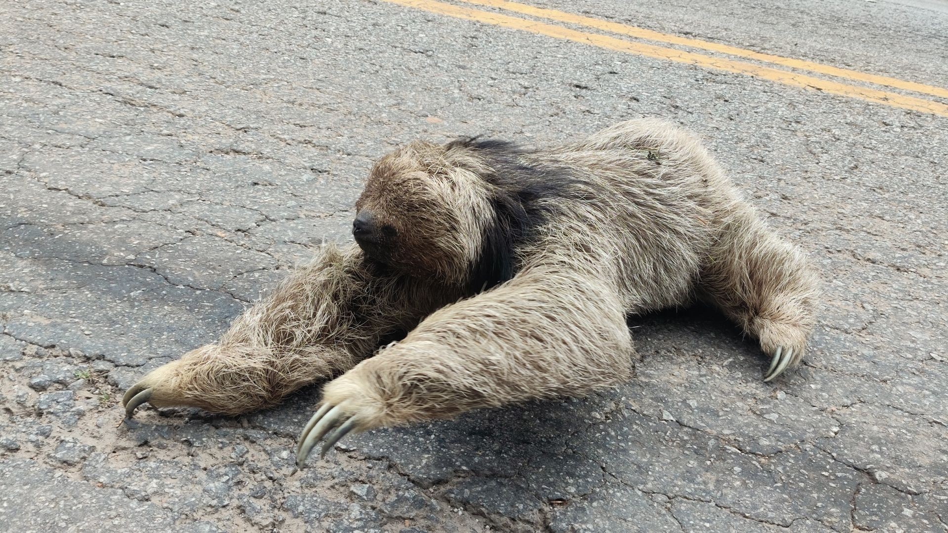 Ameaçada de extinção, preguiça-de-coleira é flagrada atravessando rodovia no ES; veja VÍDEO