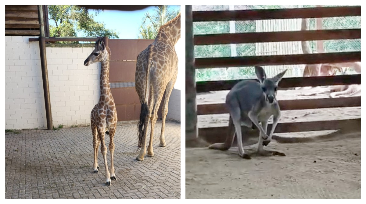 Filhotes de girafa e canguru-vermelho nascem em zoológico de Cotia e viram atração; VÍDEO