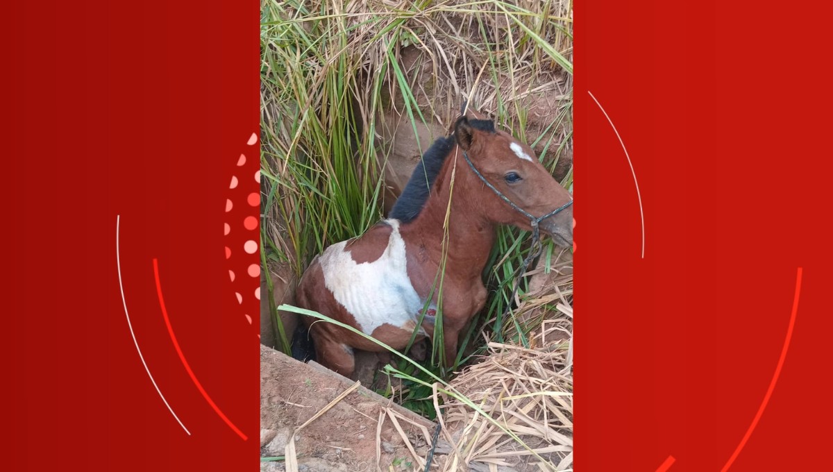 Cavalo cai em bueiro e é resgatado com vida pelos bombeiros em Timóteo