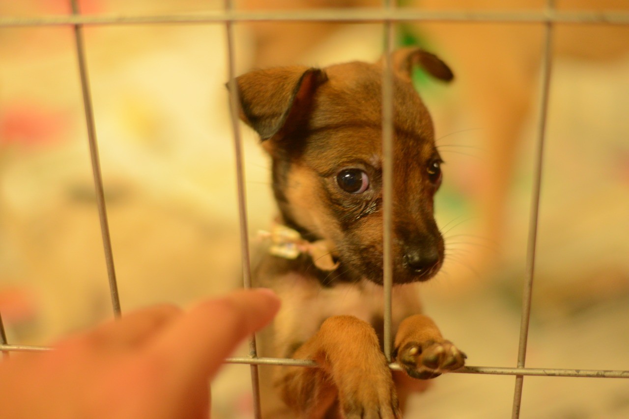 
Zoonoses promove feira de adoção de cães e gatos neste sábado, 2, em Belém