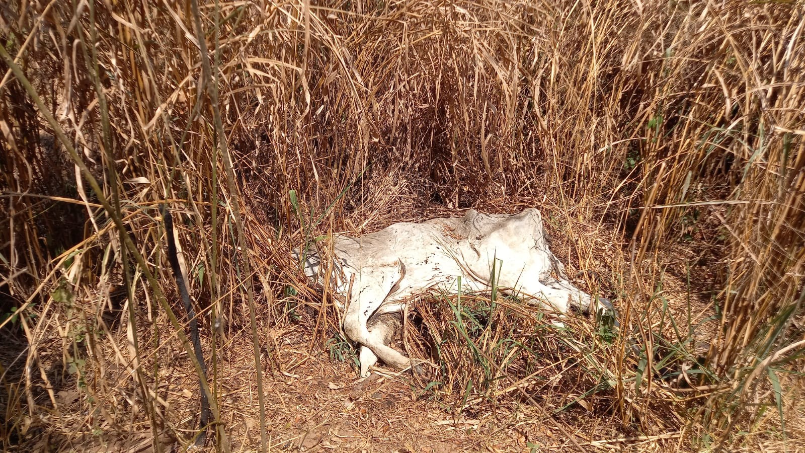 Rebanho é encontrado em situação de maus-tratos em São Carlos; 5 animais morreram
