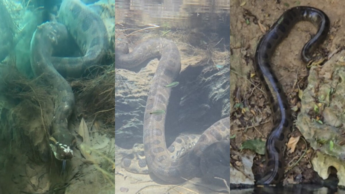 Paraíso das sucuris: guia registra cobras gigantes em águas cristalinas de MS; veja vídeo