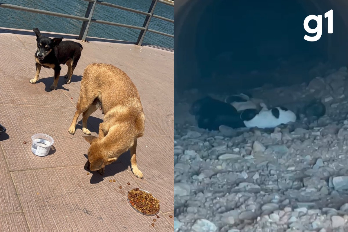 VÍDEO: família de cachorros é encontrada em bueiro de parque em Cuiabá