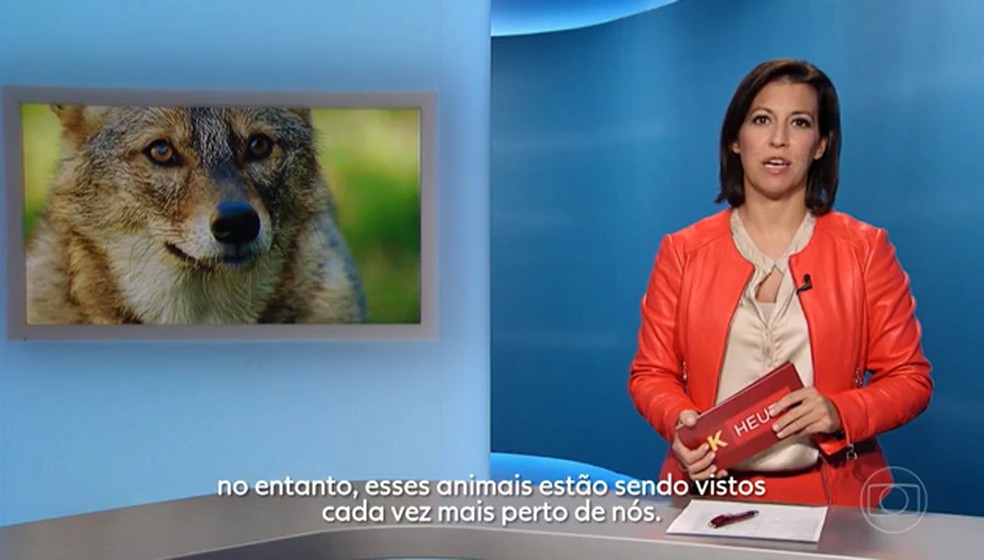 Nativos da Índia, chacais-dourados se espalham pela Europa e vão parar nos noticiários — Foto: Reprodução/TV Globo