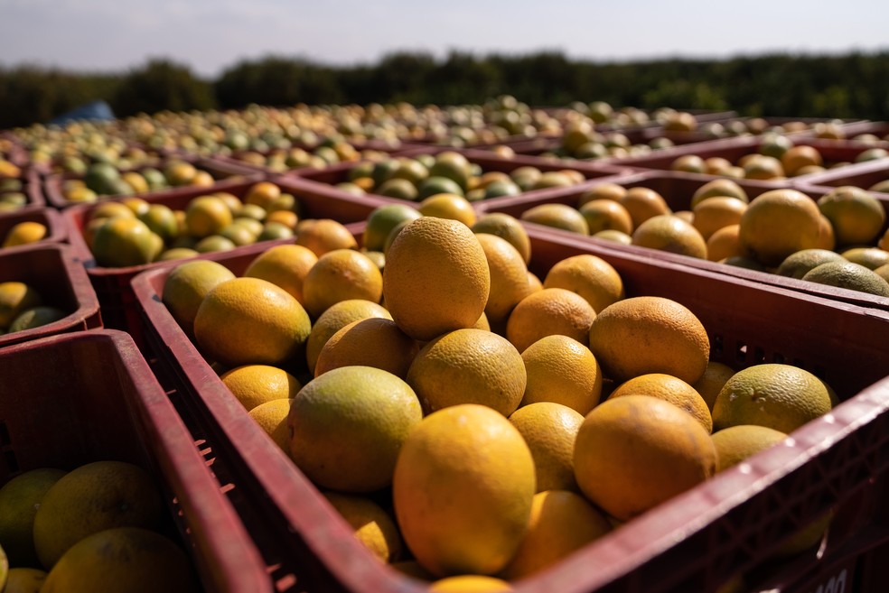 Laranja lima  Vivendo Com Colite