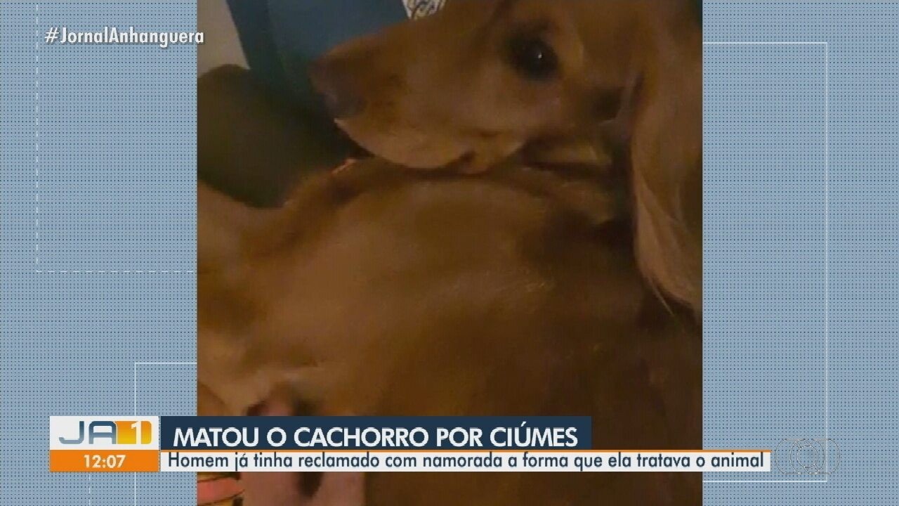Homem é suspeito de ter matado cachorro da namorada por ciúmes da ...