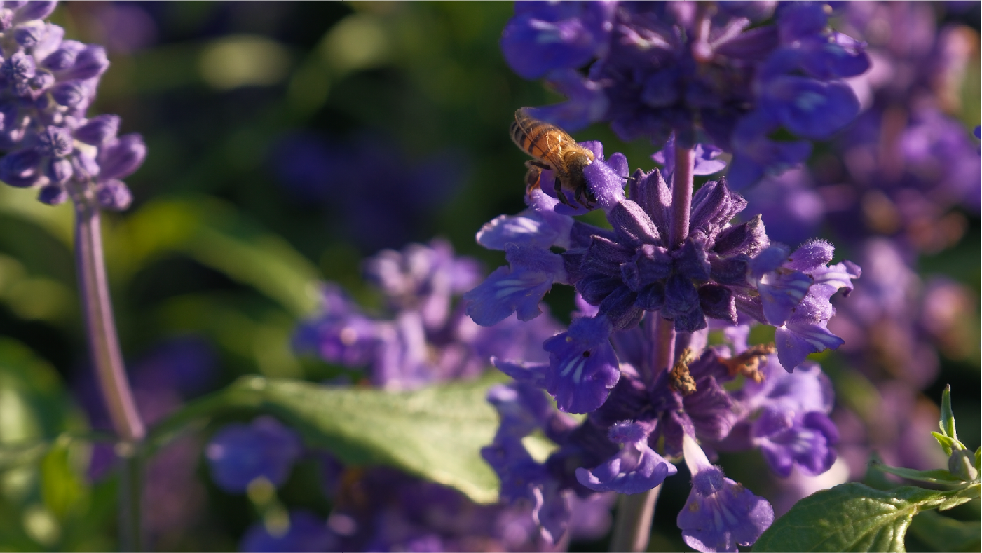 320 mil mudas de flores dão cor e beleza ao parque do Show Rural
