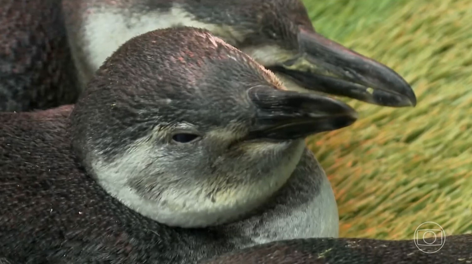 Milhares de pinguins enfrentam desafios na busca por comida e temperaturas mais amenas