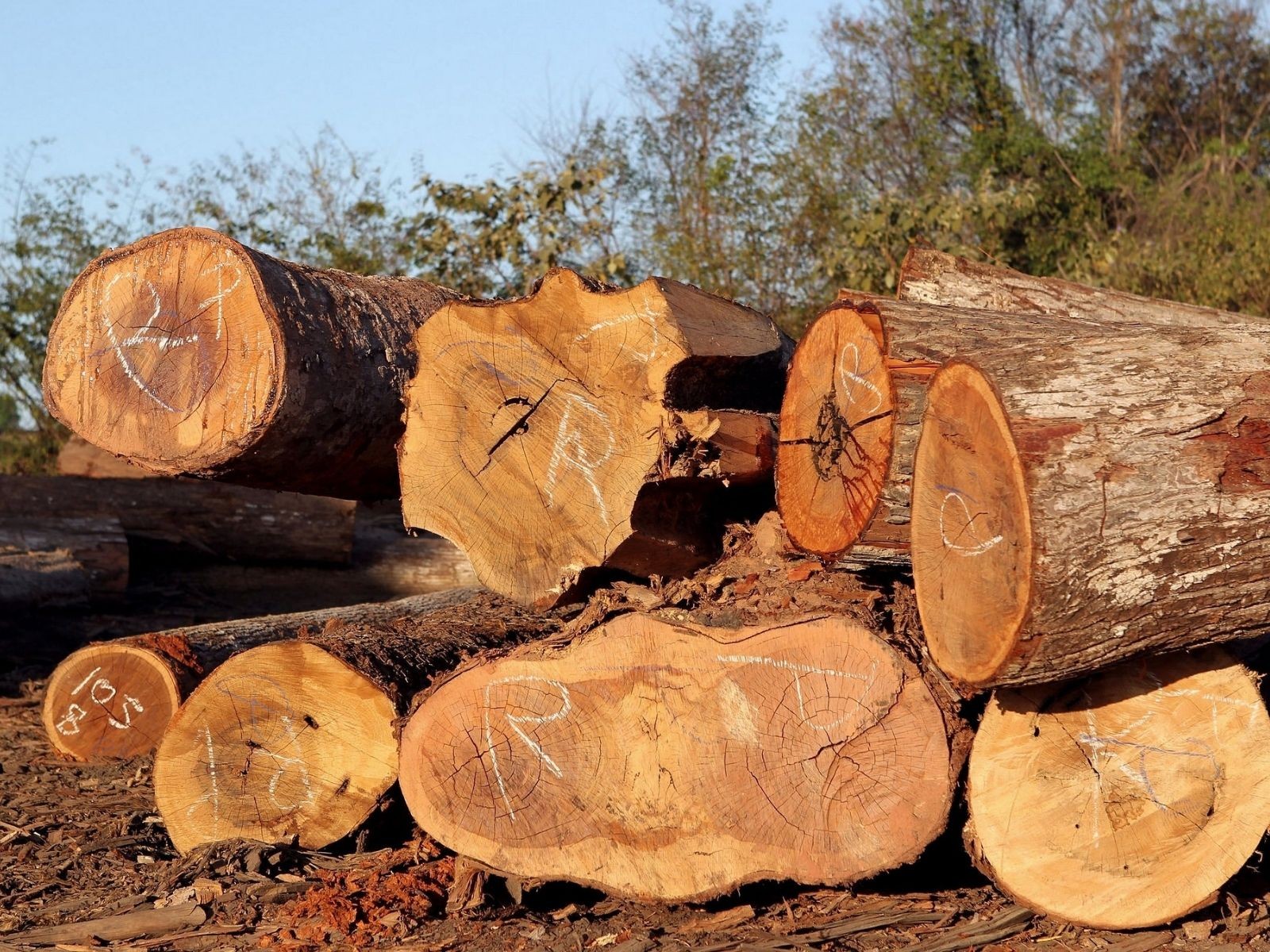 Você Não Tá Convidada pro Meu Bat Mitzvá!
