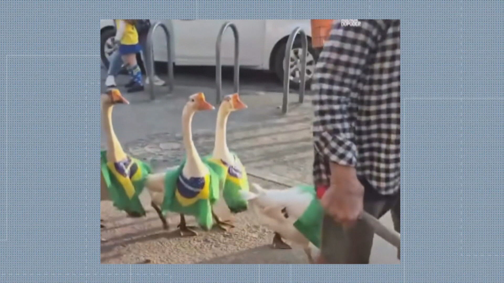 Pelotão verde e amarelo: gansos viralizam ao desfilar por ruas de Paciência com lenços com a bandeira do Brasil