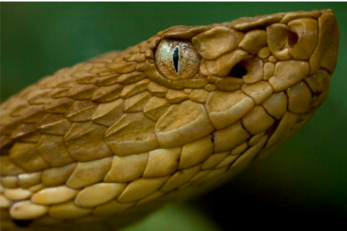 
Cientistas podem estar mais perto de criar antídoto universal para picadas de cobra
